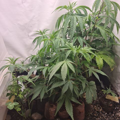 Orange sherbert stecki 1 von stecki 2 growlog timeline photo