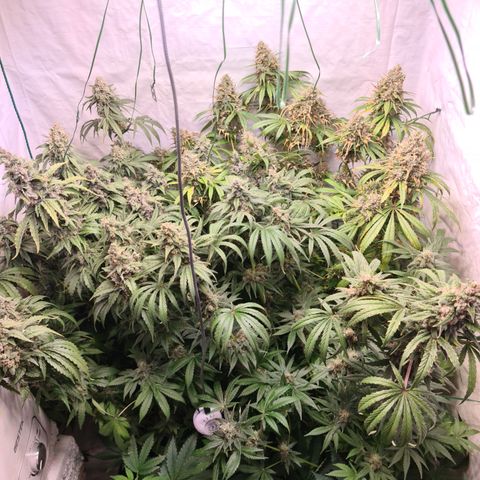 Mimosa x orange punch stecki 1 von stecki 1 growlog timeline photo