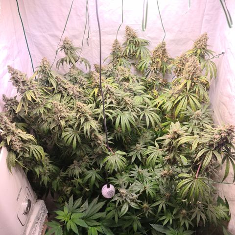 Mimosa x orange punch stecki 1 von stecki 1 growlog timeline photo