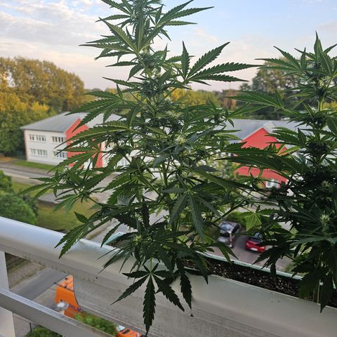 sensi amnesia xxl 1 growlog timeline photo