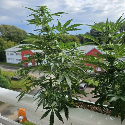 sensi amnesia xxl 1 growlog timeline photo