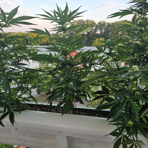 sensi amnesia xxl 2 growlog timeline photo
