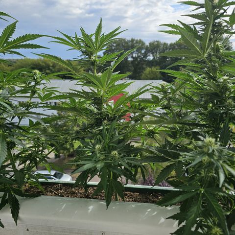 sensi amnesia xxl 2 growlog timeline photo