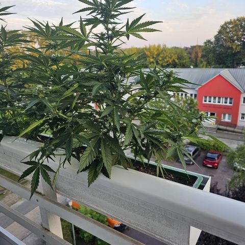 sensi amnesia xxl 3 growlog timeline photo