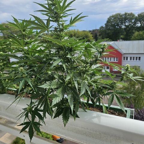 sensi amnesia xxl 3 growlog timeline photo