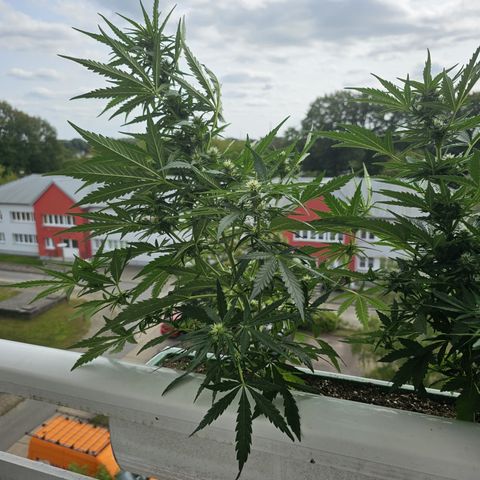 sensi amnesia xxl 1 growlog timeline photo