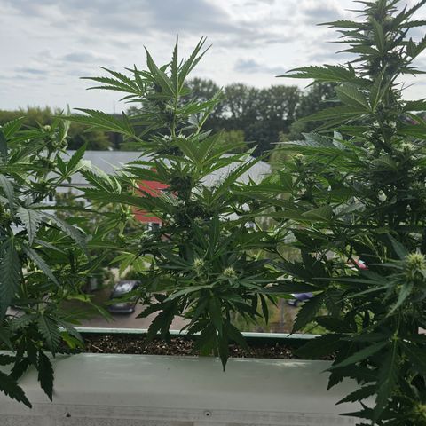 sensi amnesia xxl 2 growlog timeline photo