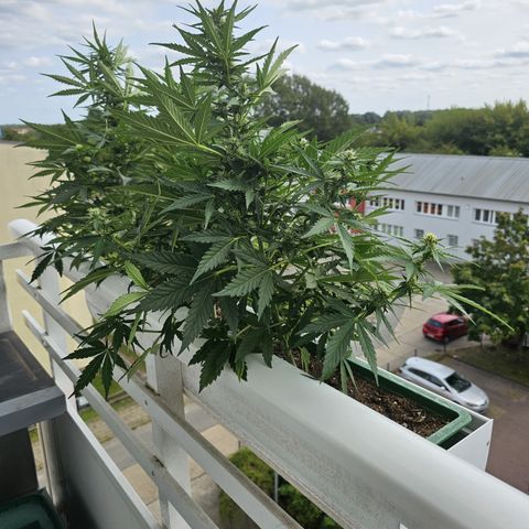 sensi amnesia xxl 3 growlog timeline photo