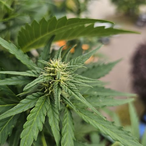sensi amnesia xxl 2 growlog timeline photo