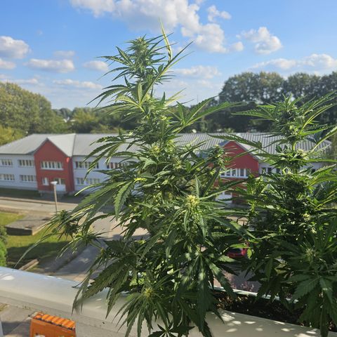 sensi amnesia xxl 1 growlog timeline photo