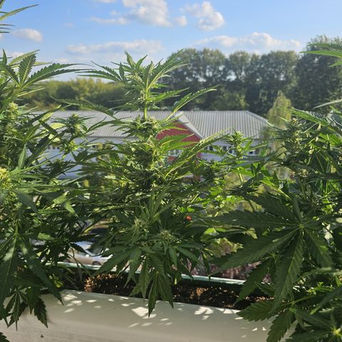 sensi amnesia xxl 2 growlog timeline photo