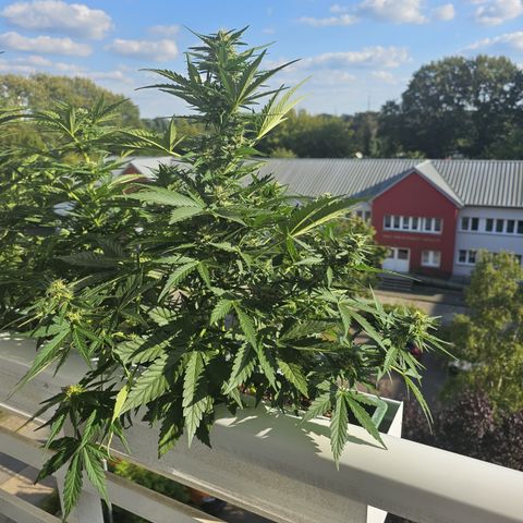 sensi amnesia xxl 3 growlog timeline photo