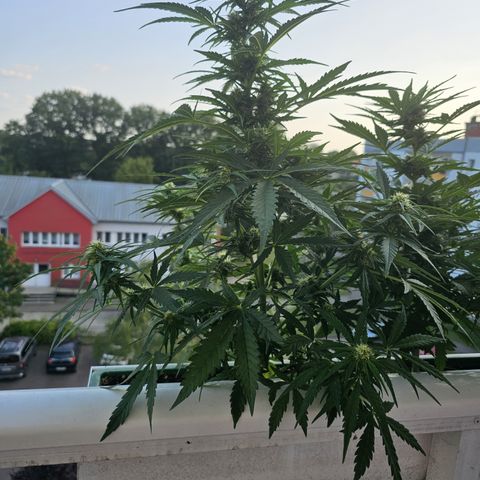 sensi amnesia xxl 1 growlog timeline photo