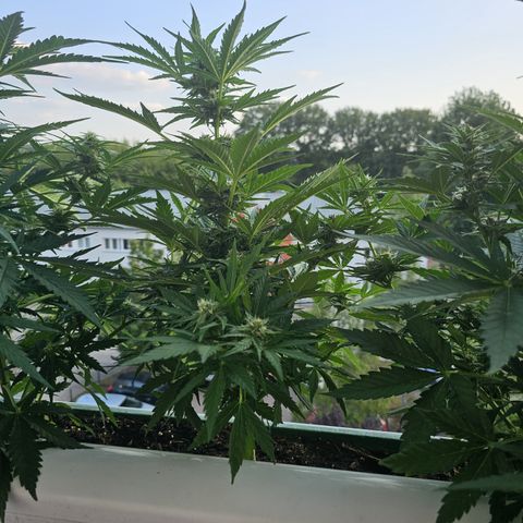 sensi amnesia xxl 2 growlog timeline photo