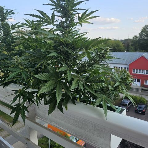 sensi amnesia xxl 3 growlog timeline photo