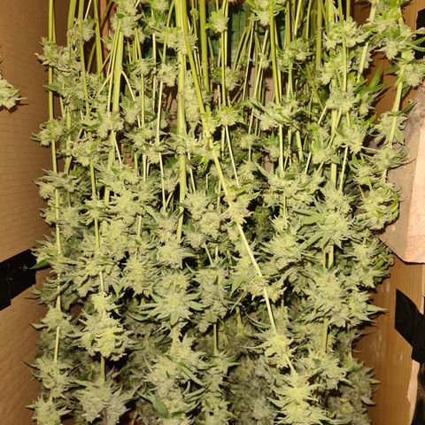 Mimosa x orange punch stecki 1 von stecki 1 growlog timeline photo