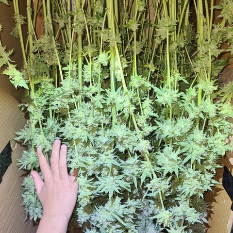 Mimosa x orange punch stecki 1 von stecki 1 growlog timeline photo