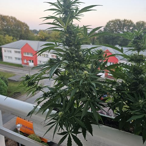 sensi amnesia xxl 1 growlog timeline photo