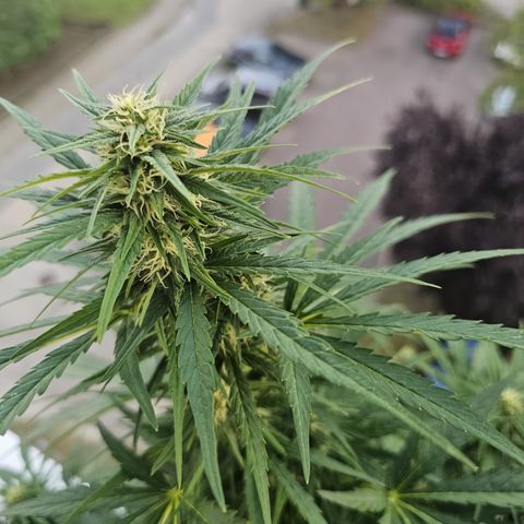 sensi amnesia xxl 1 growlog timeline photo
