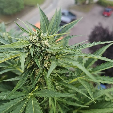 sensi amnesia xxl 2 growlog timeline photo