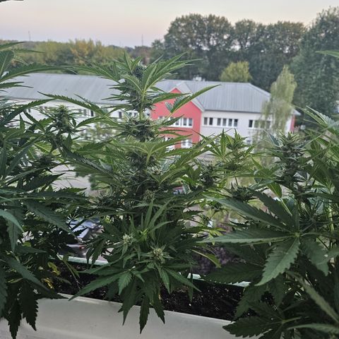 sensi amnesia xxl 2 growlog timeline photo