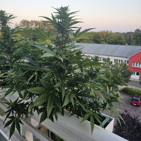 sensi amnesia xxl 3 growlog timeline photo