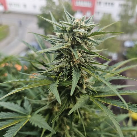 sensi amnesia xxl 3 growlog timeline photo