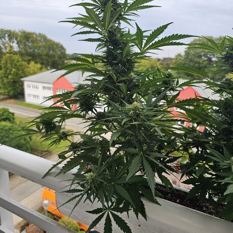 sensi amnesia xxl 1 growlog timeline photo