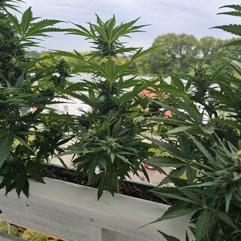 sensi amnesia xxl 2 growlog timeline photo