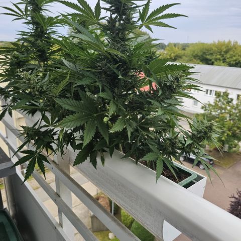 sensi amnesia xxl 3 growlog timeline photo