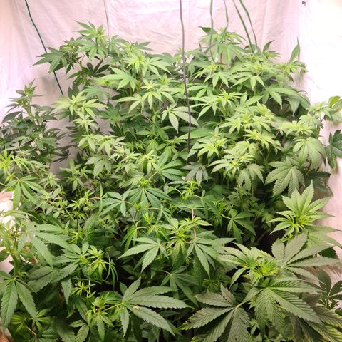 Mimosa x orange punch stecki 1 von stecki 1 growlog timeline photo