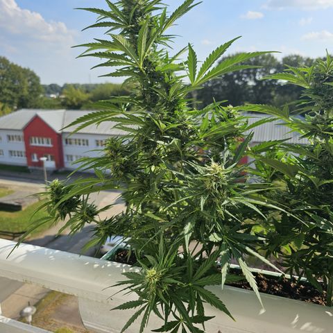 sensi amnesia xxl 1 growlog timeline photo