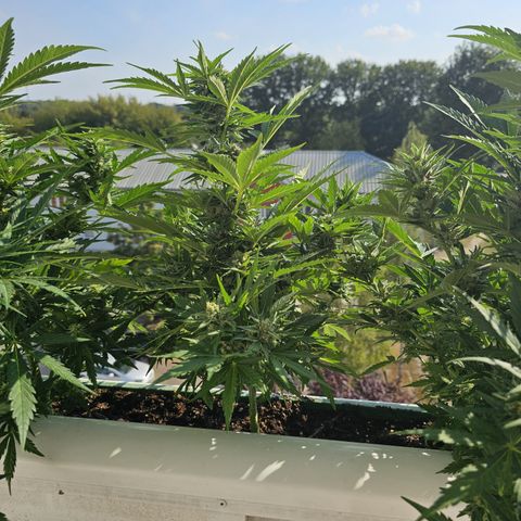 sensi amnesia xxl 2 growlog timeline photo