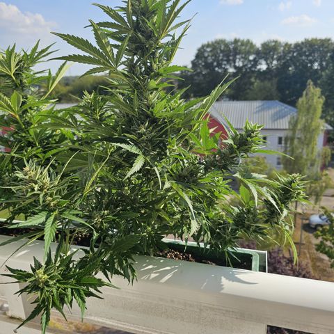 sensi amnesia xxl 3 growlog timeline photo