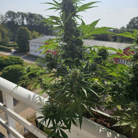 sensi amnesia xxl 1 growlog timeline photo
