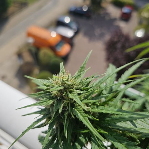 sensi amnesia xxl 1 growlog timeline photo