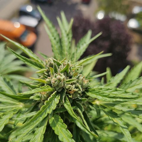 sensi amnesia xxl 2 growlog timeline photo