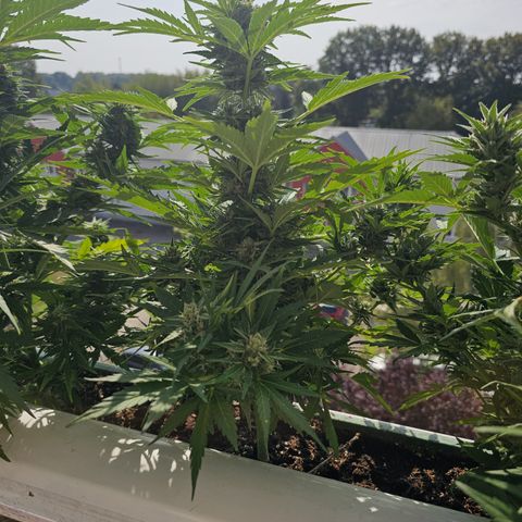 sensi amnesia xxl 2 growlog timeline photo