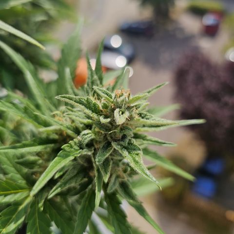 sensi amnesia xxl 3 growlog timeline photo