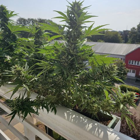 sensi amnesia xxl 3 growlog timeline photo