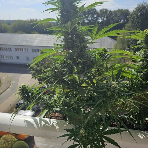 sensi amnesia xxl 1 growlog timeline photo