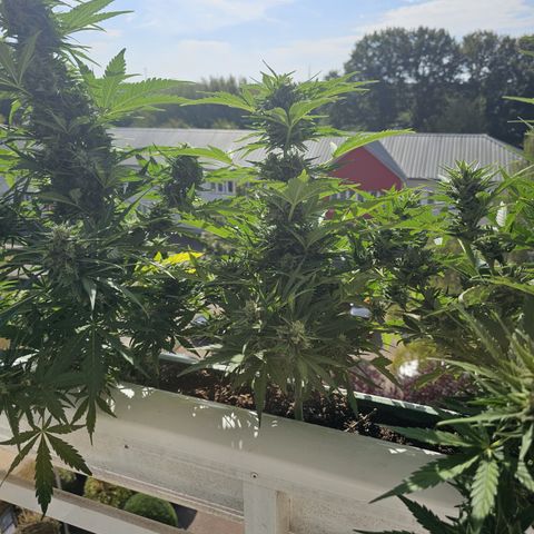 sensi amnesia xxl 2 growlog timeline photo