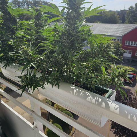 sensi amnesia xxl 3 growlog timeline photo