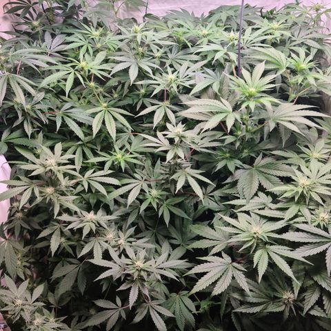 Mimosa x orange punch stecki 1 von stecki 1 growlog timeline photo