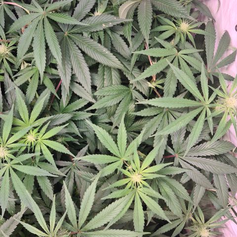 Mimosa x orange punch stecki 1 von stecki 1 growlog timeline photo