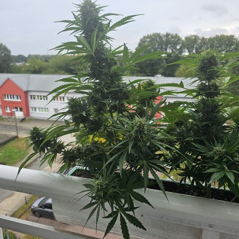 sensi amnesia xxl 1 growlog timeline photo