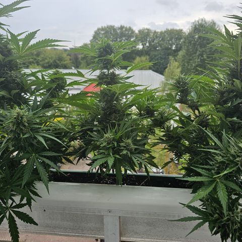 sensi amnesia xxl 2 growlog timeline photo