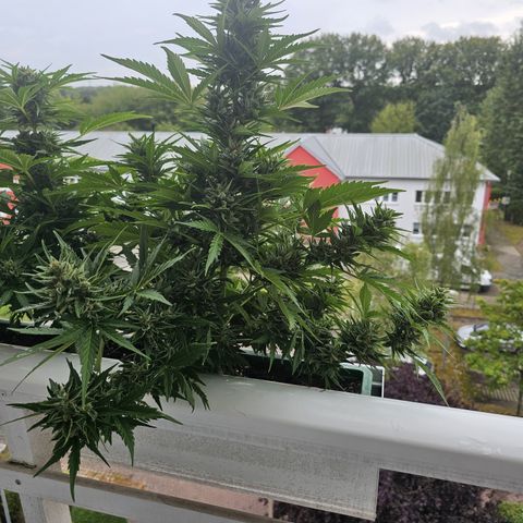 sensi amnesia xxl 3 growlog timeline photo