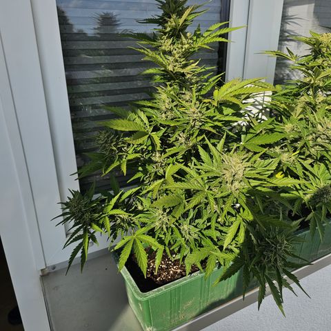 sensi amnesia xxl 1 growlog timeline photo