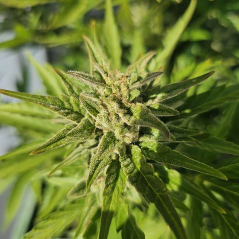 sensi amnesia xxl 1 growlog timeline photo